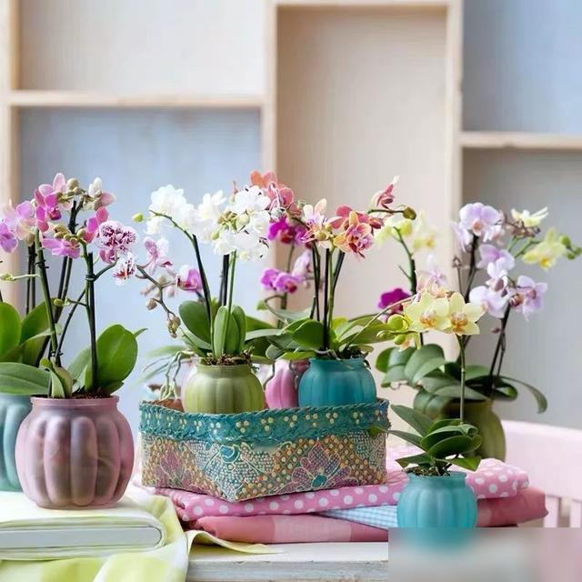 过年家里没摆兰花？那可太亏了！眼看要春节，选年宵花的朋友看这儿——4种“富贵兰”