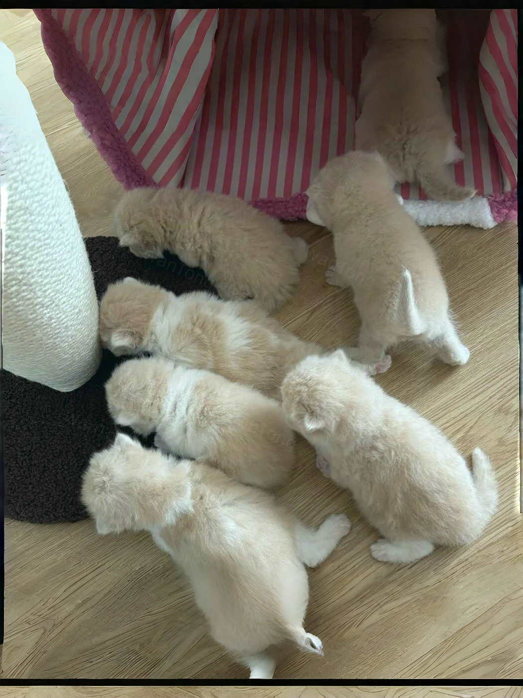 🇭🇰HK買貓💛一窩曼基BB搵家長