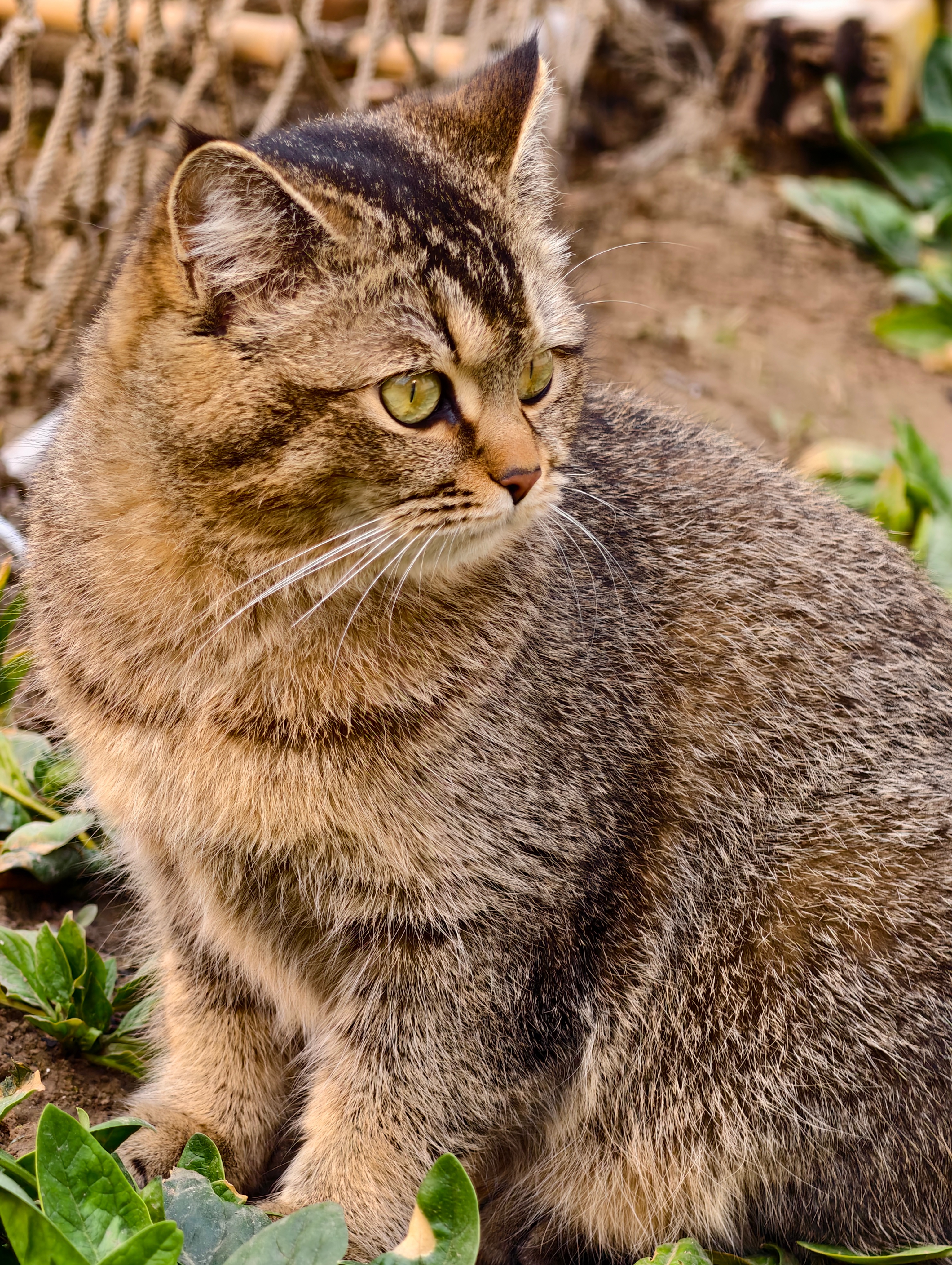 伞花打工日记 啊～是小老虎 