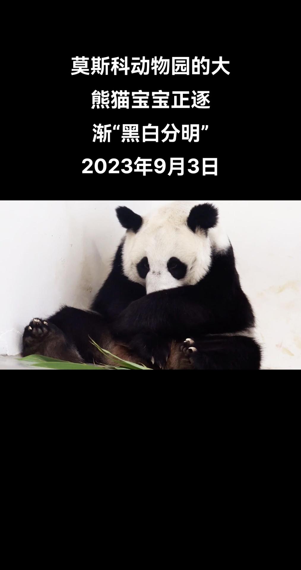 俄罗斯卫星通讯社莫斯科9月3日电 俄罗斯莫斯科动物园园长斯韦特兰娜∙阿库洛娃在“