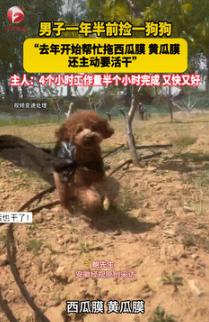 这是成精了？9月15日山东烟台，一男子在大棚里干农活时，看到狗子特别闲，于是突发