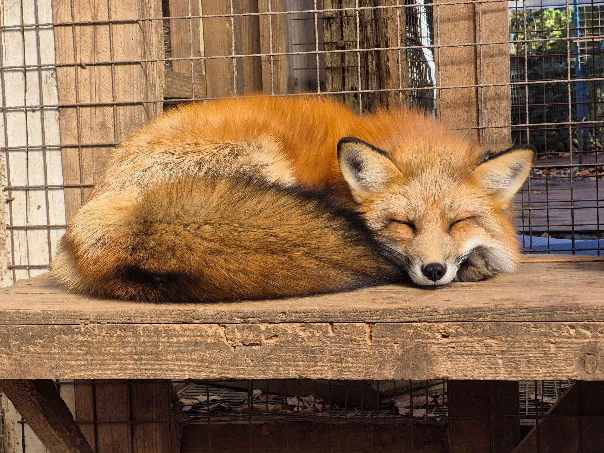 冬天到了~~狐狐们要么裹成单独一个贝果~要么就一堆贝果叠叠乐【推：kon_fox