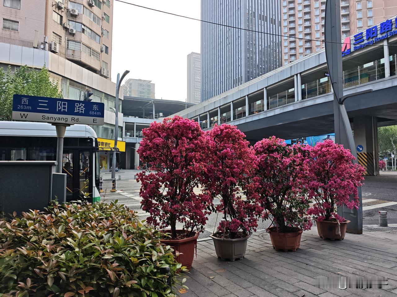 【武汉街头移动鲜花亮相】4月18日早上，参加寻美上饶信江文韵e起创活动，出门看到