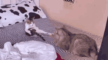 小猫这一番操作是讨好也是认怂啊，可是效果不佳
##
一顿操作也免不了一顿毒打；