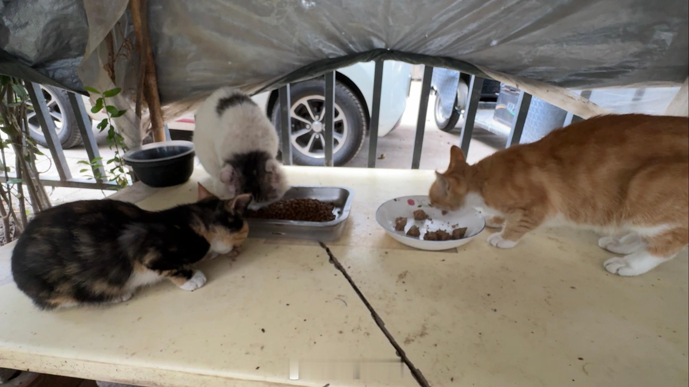 早上好呀[来抱抱][奶牛猫]周六愉快小花猫今天竖着尾巴和我打招呼啦大长毛的腿好像