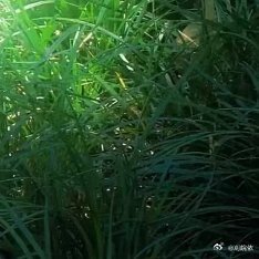 阳光信用 每日一善 人生太难，经历的一切，最终都只不过过眼云烟。不妨学着和自己和