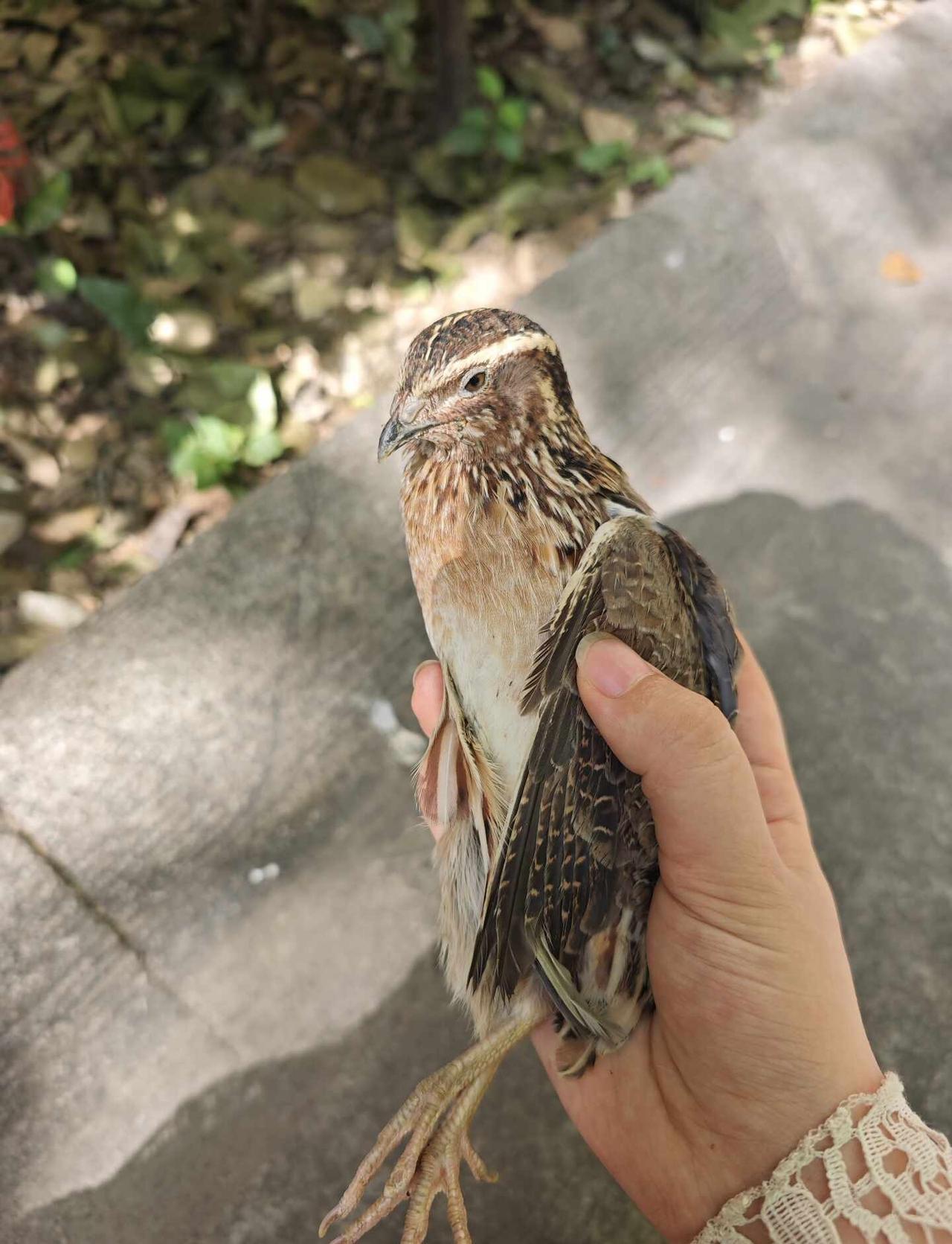胡家庙附近鹌鹑找领养
今天下午33度的高温下，在水泥地面捡到这只小鹌鹑。看他实在