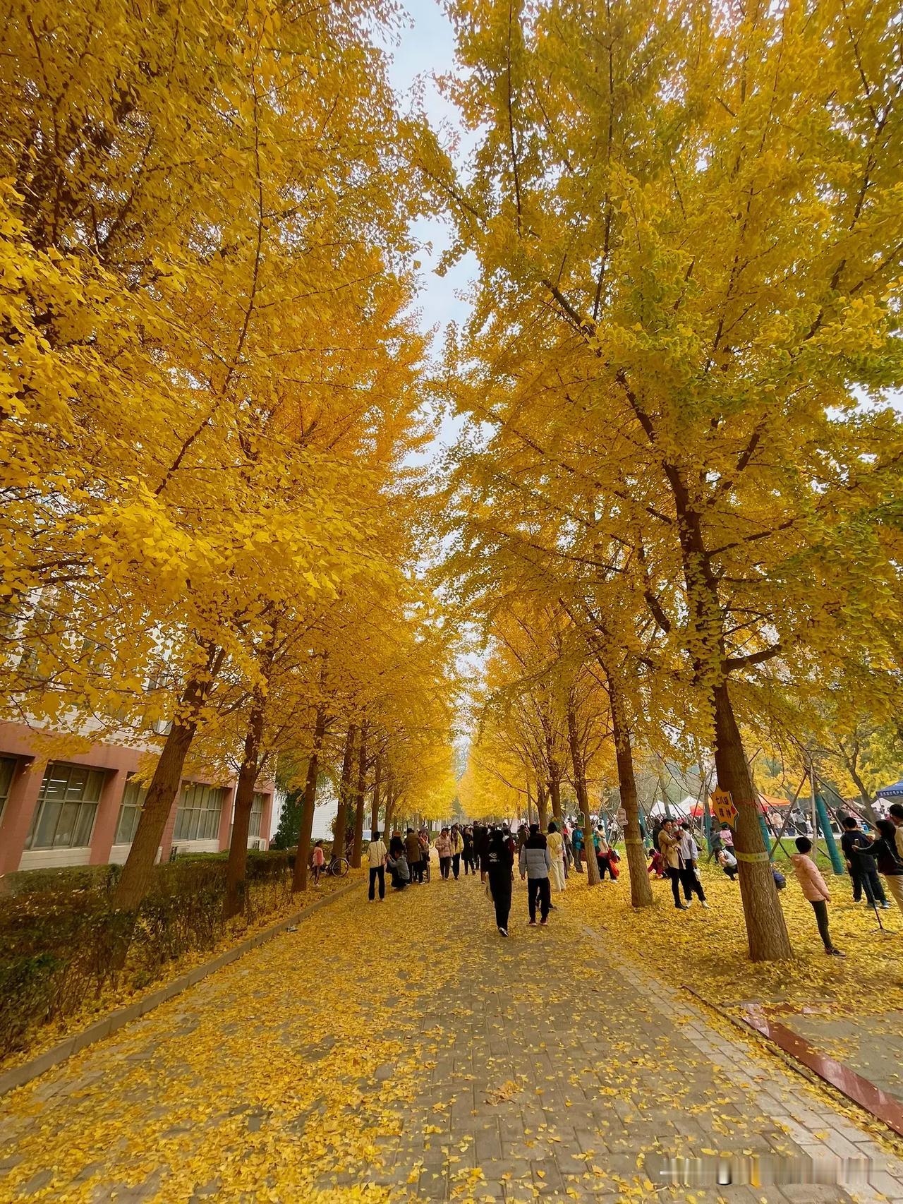 河北经贸大学的金秋银杏节又开始了，引来火爆游人，有带孩子体验大学生活的，有在草地