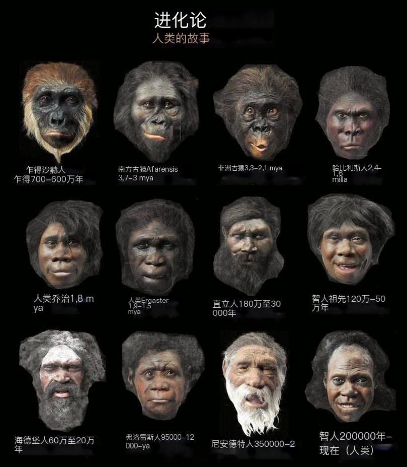 人类进化的故事（直接图片机器翻译）#生物# #人类学# #历史# ​​​