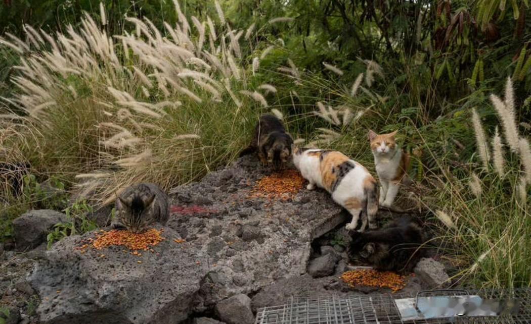 为了保护生存受到威胁的本土物种，夏威夷大岛政府决定从明年起禁止在县政府土地上喂食
