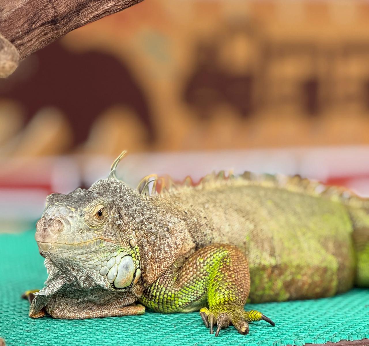 用“郑和下西洋”来否定明朝的闭关锁国，就好像用六七十年代中国和南斯拉夫、东德、阿