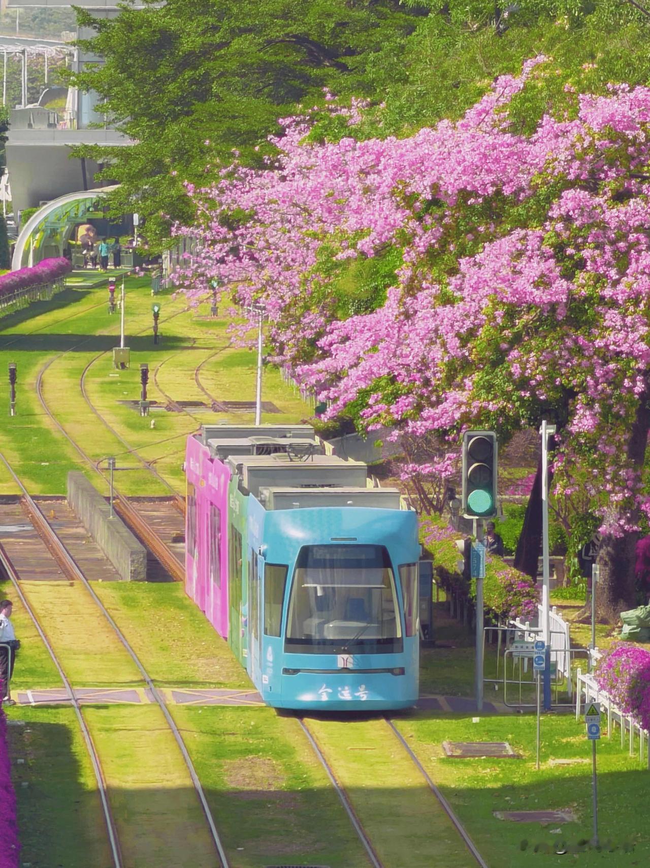 广州冬日浪漫暴击！花海列车美到窒息✨

不是漫画！是花城冬天真实的美好啊～
今年