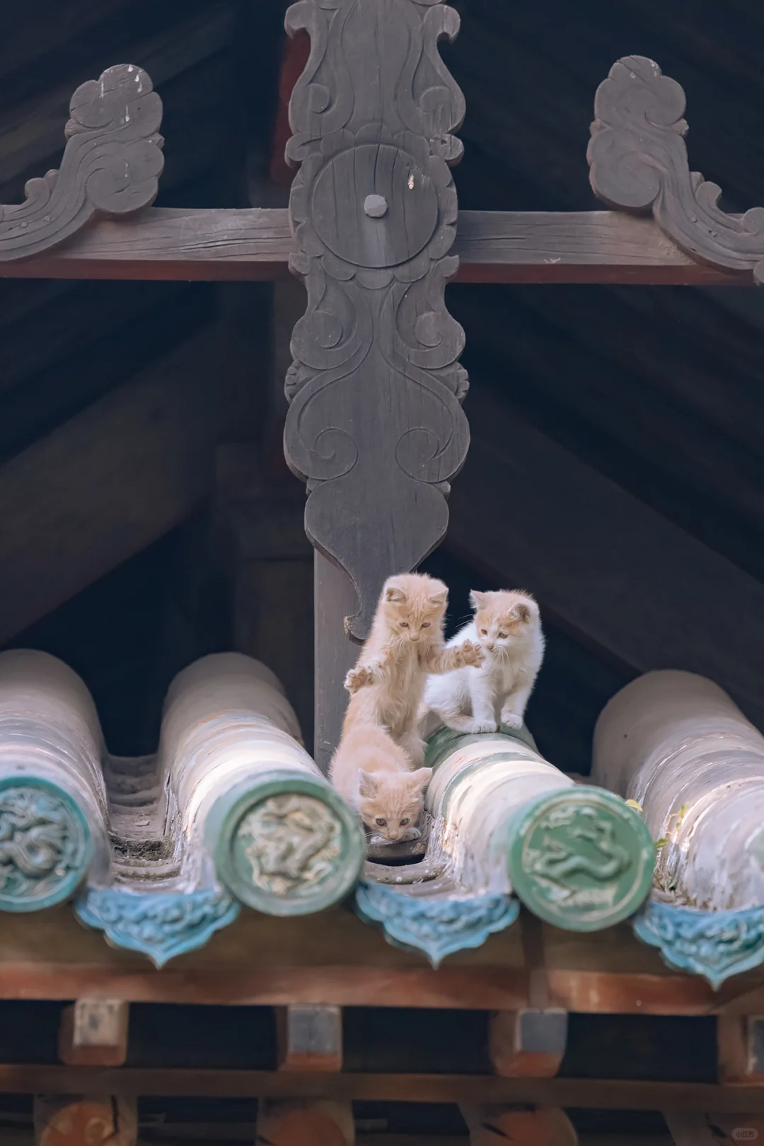 古建屋顶上，拍到了自得其乐的小猫