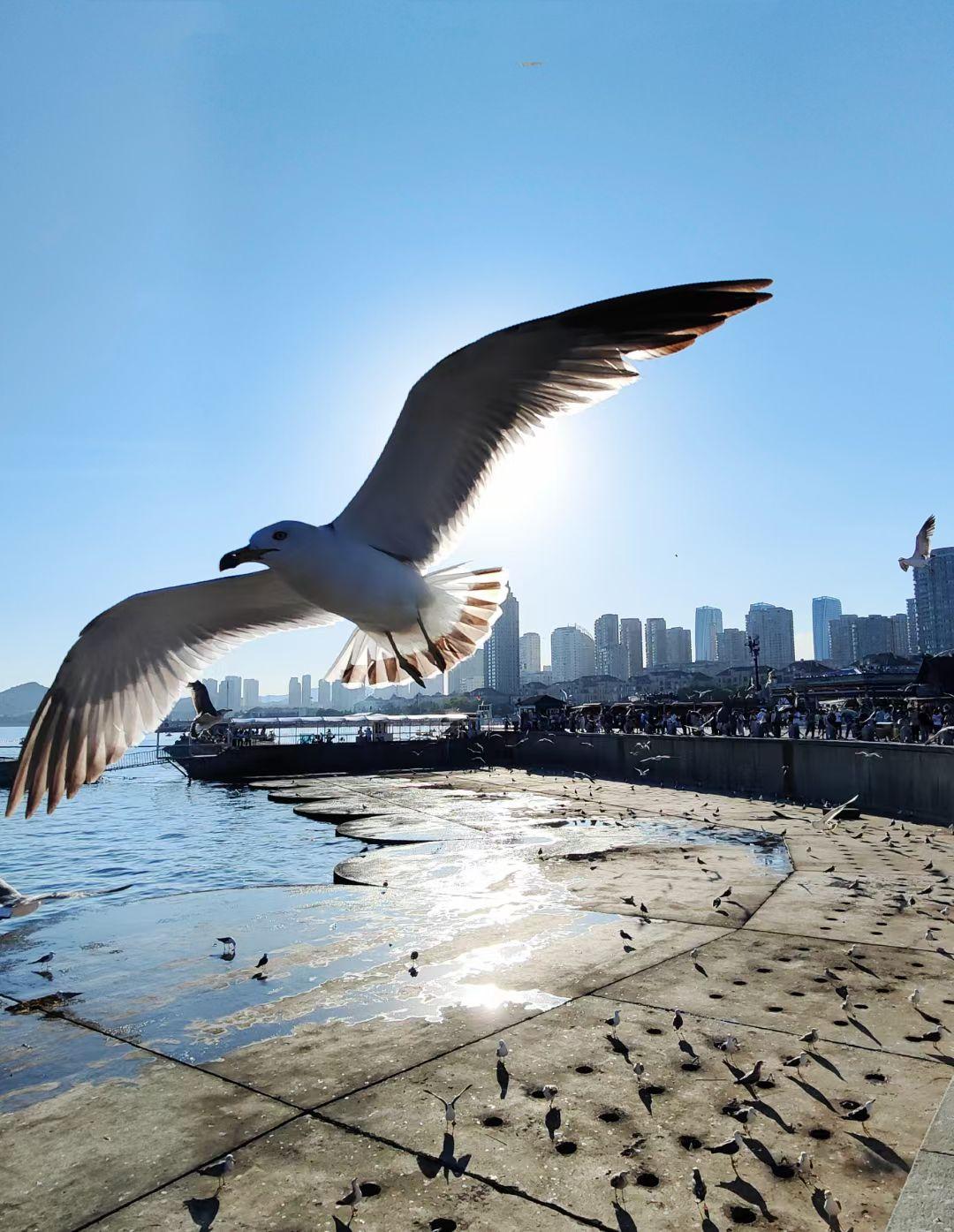 漫天海鸥同时振翅，仿佛天空突然下起了一场倒流的雪……

当面包屑扬起，海鸥便从四