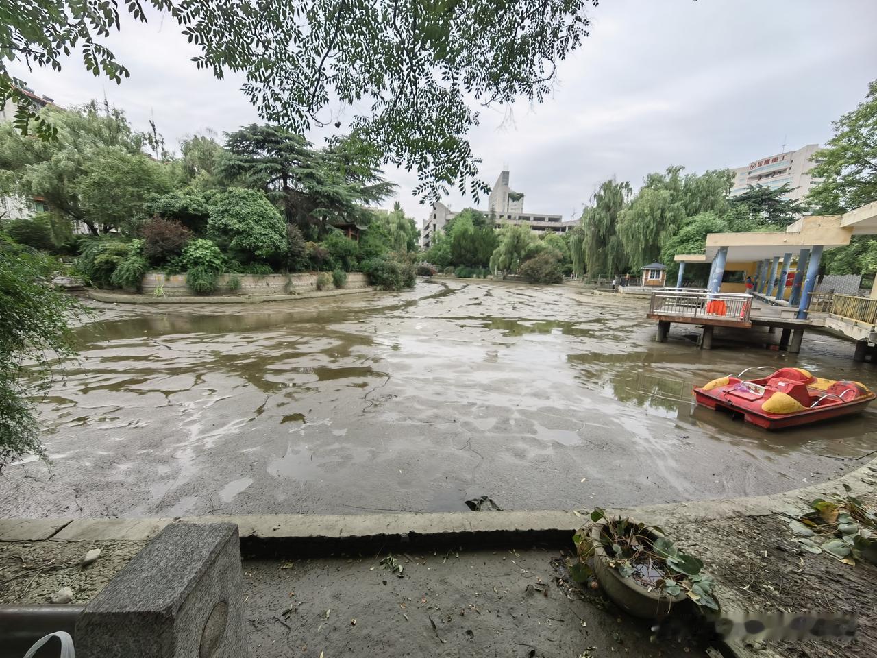 好久没去新华公园了，今天路过发现外面到处都围起来了，里面小湖里的鱼也没了，两只小
