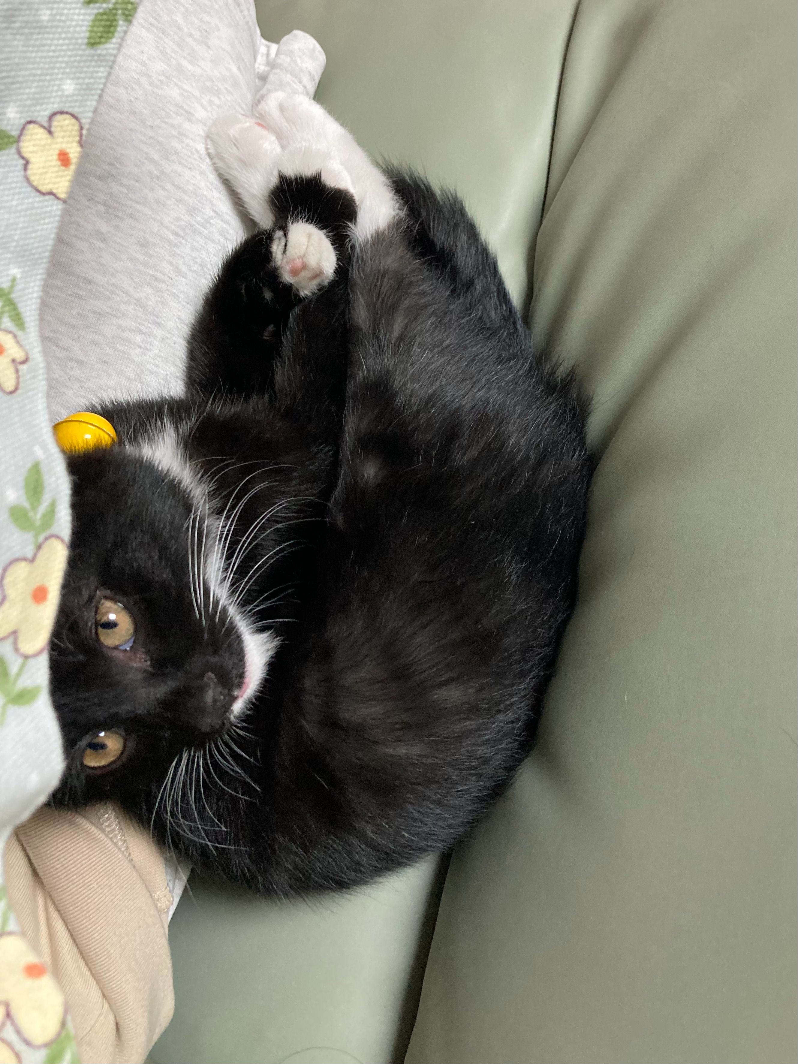 你怎么知道我家猫猫睡醒主动找我贴贴，舔完毛又躺我边上了