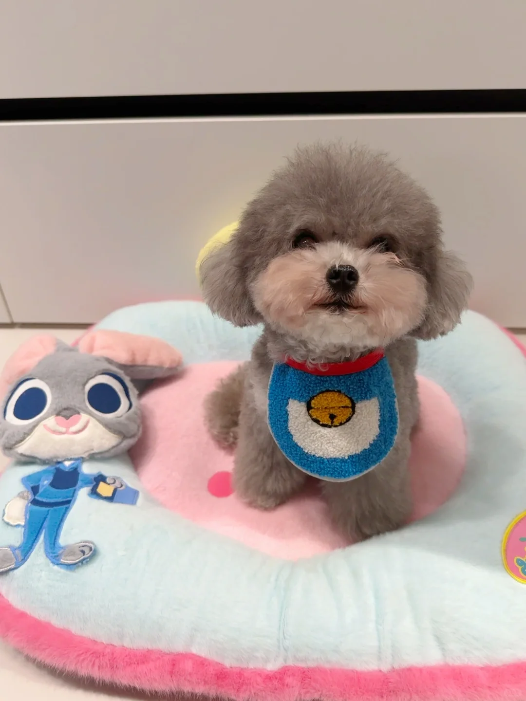 在小狗的眼里，你就是他的全部！
