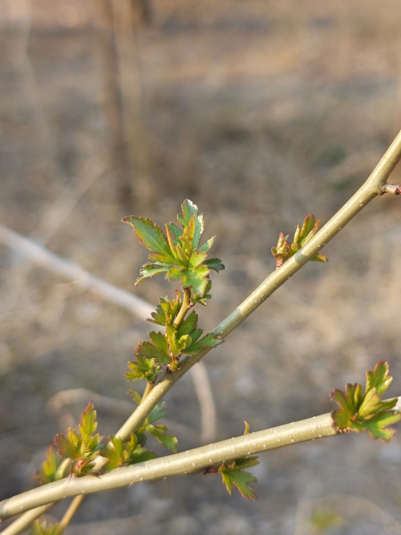 男人这东西，看了长寿，嫁了短寿，
不嫁不死心，嫁了死的心都有，
现在唯有欣赏，才