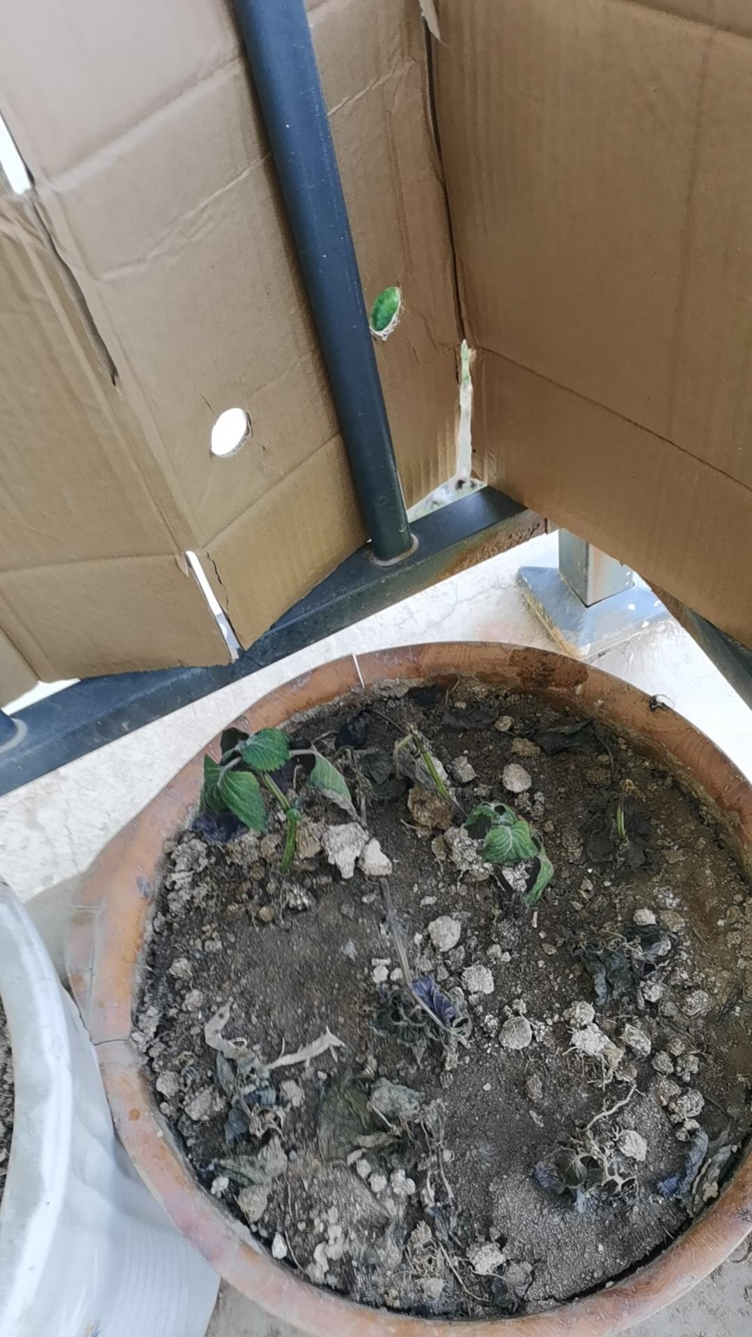 真让人纳闷儿！现在通讯这么发达，媒体又多如牛毛，怎么特朗普说出来的话，就是和实际