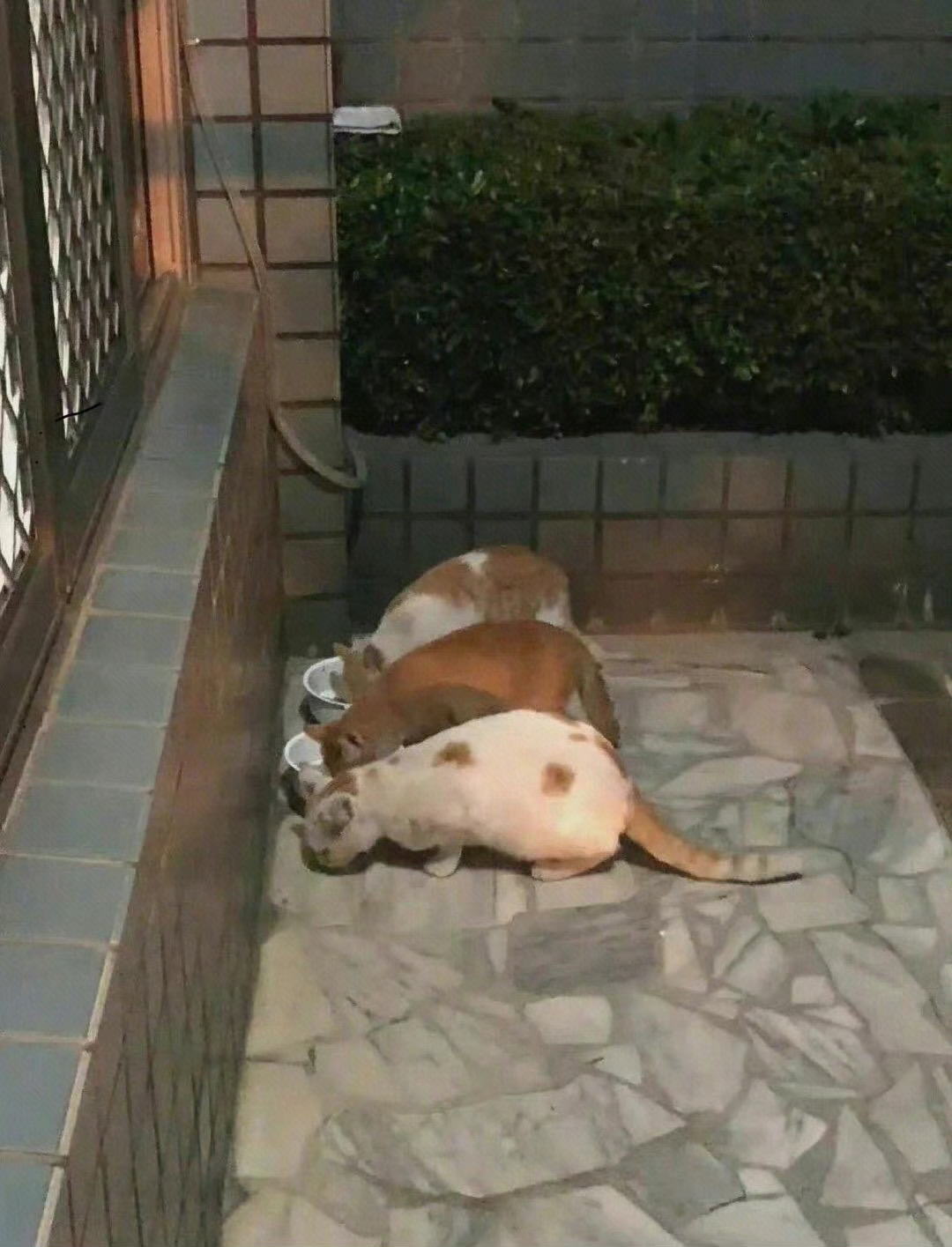 假装合群的我： 