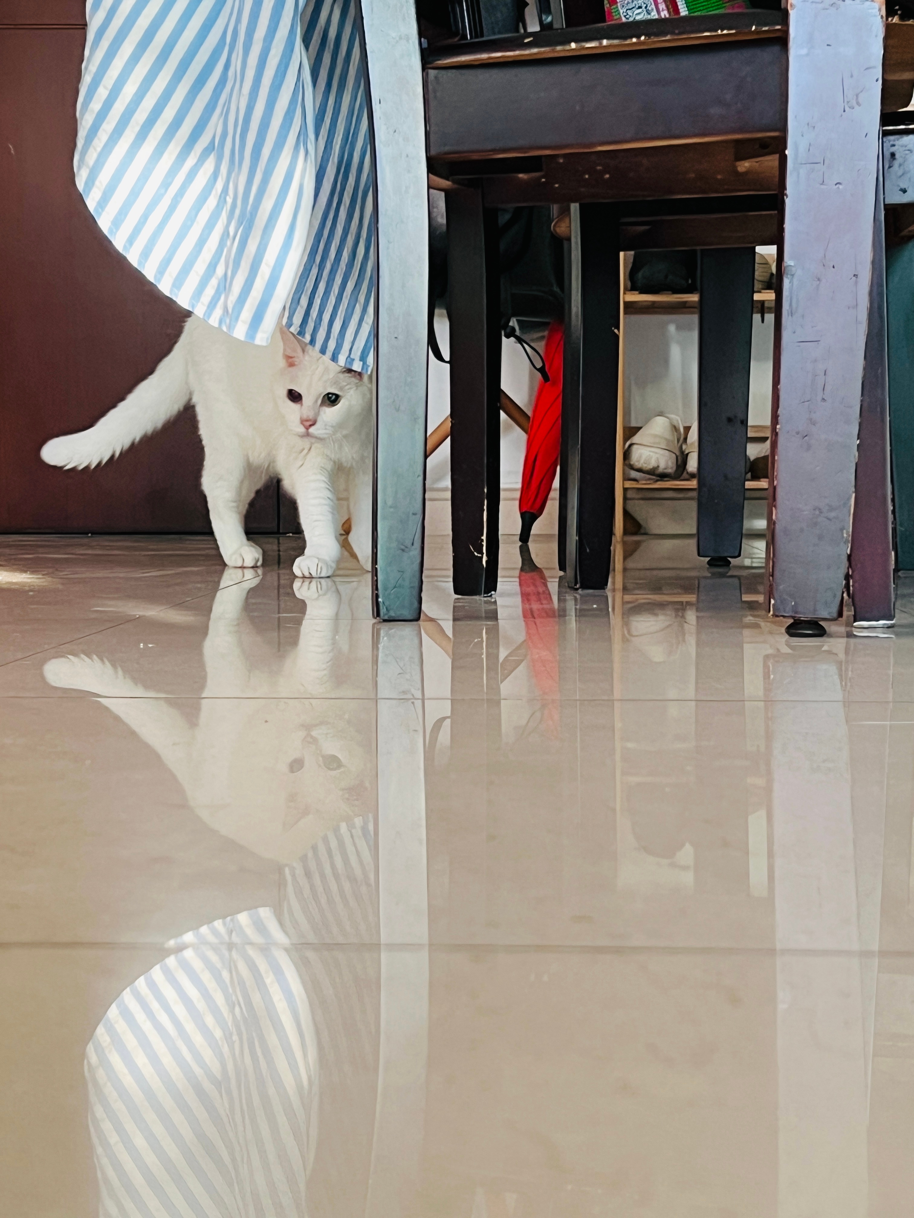 繞圈圈的貓、不用貓砂盆的貓、放空的貓、喵嗚叫的貓、看不清的貓、小了一號的貓～不怕