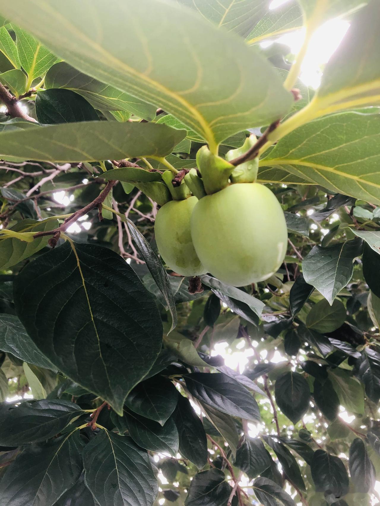 夏日生活打卡季盛夏时节，庭院里的柿子树长得郁郁葱葱，青涩的果子挂满枝头，藏在浓密