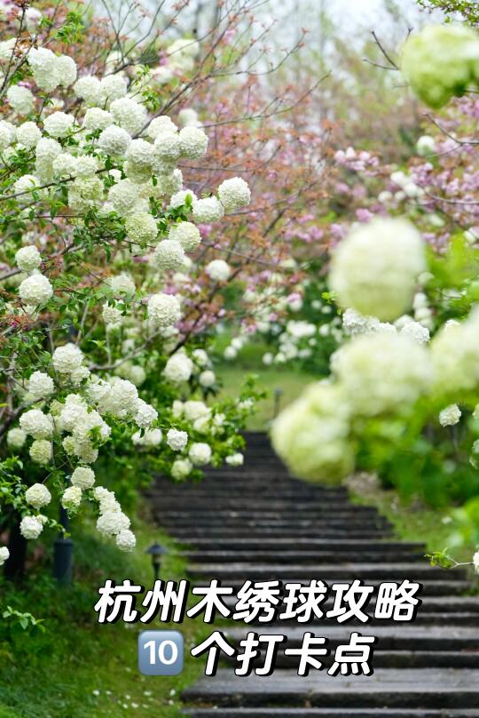 杭州木绣球已开爆❗️左划选择一个☝️去拍🌼