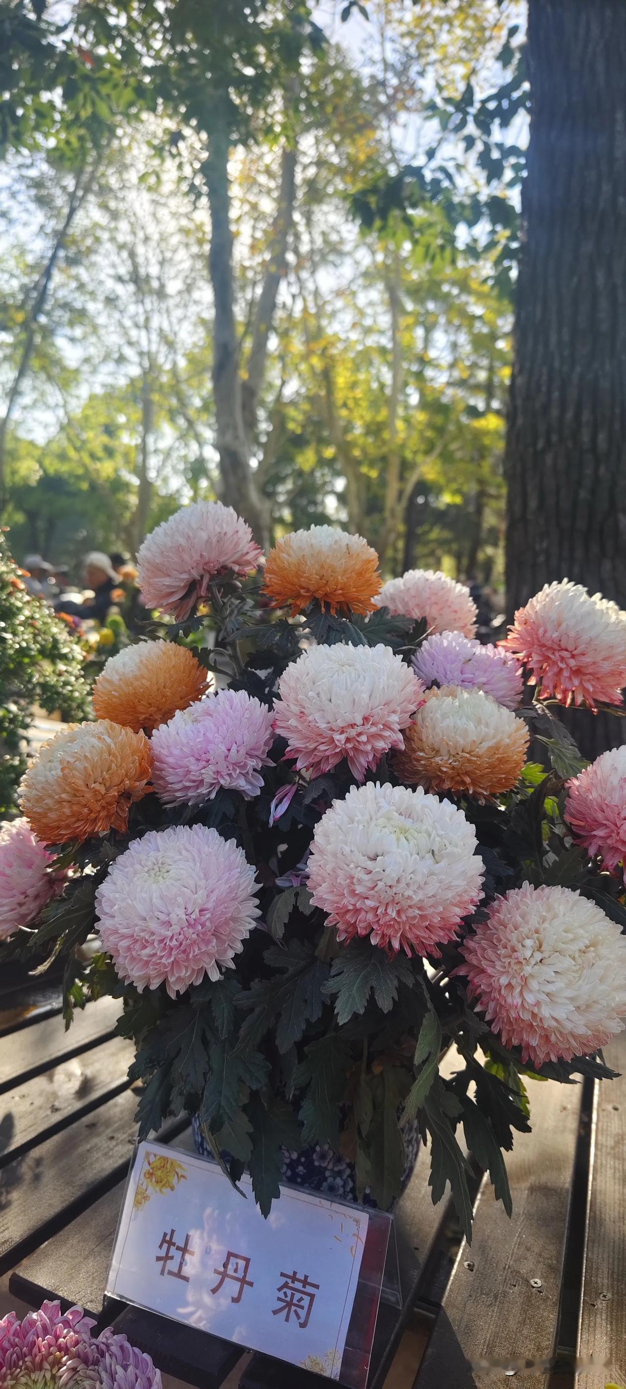 #随手拍公园里菊花#
上海共青森林公园菊花展
牡丹菊，真的颜色很特别，感觉像染上