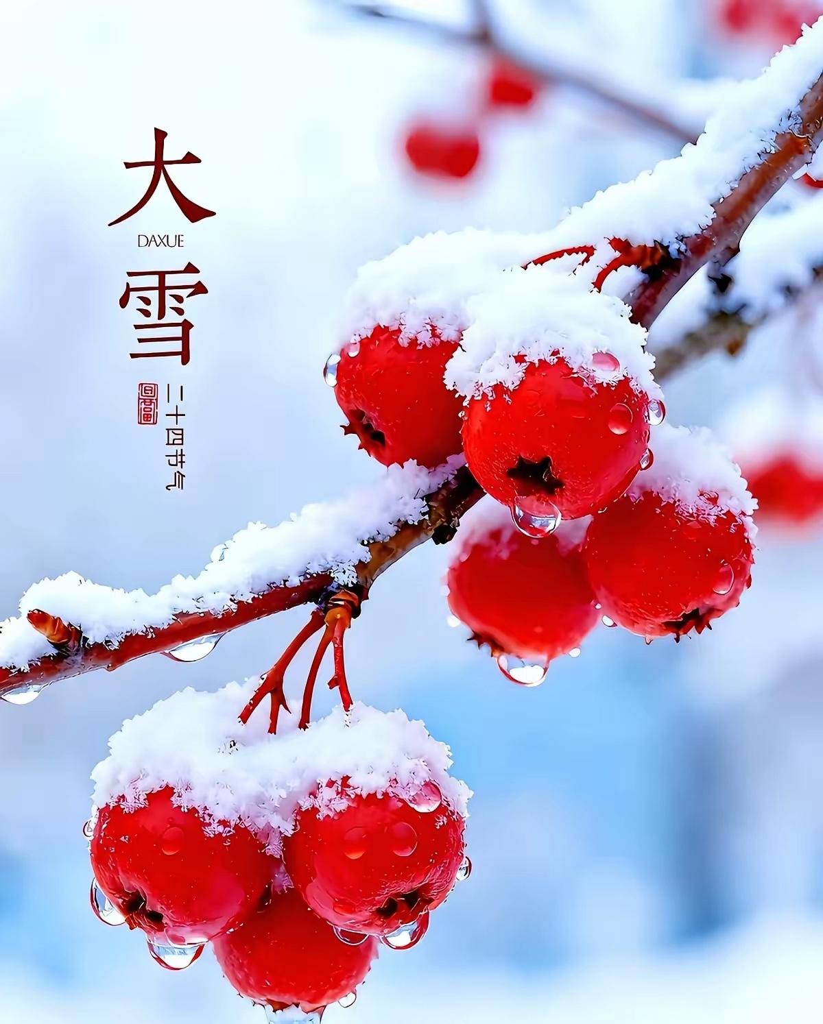 冬日大雪中的红果，美不胜收！🌨️🍎