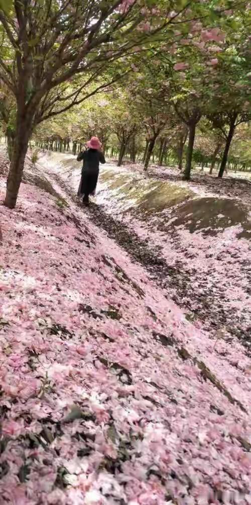 卜算子·咏落花
     符进朝
枝上竞芳菲，
一霎风吹去。
不叹飘零少客愁，