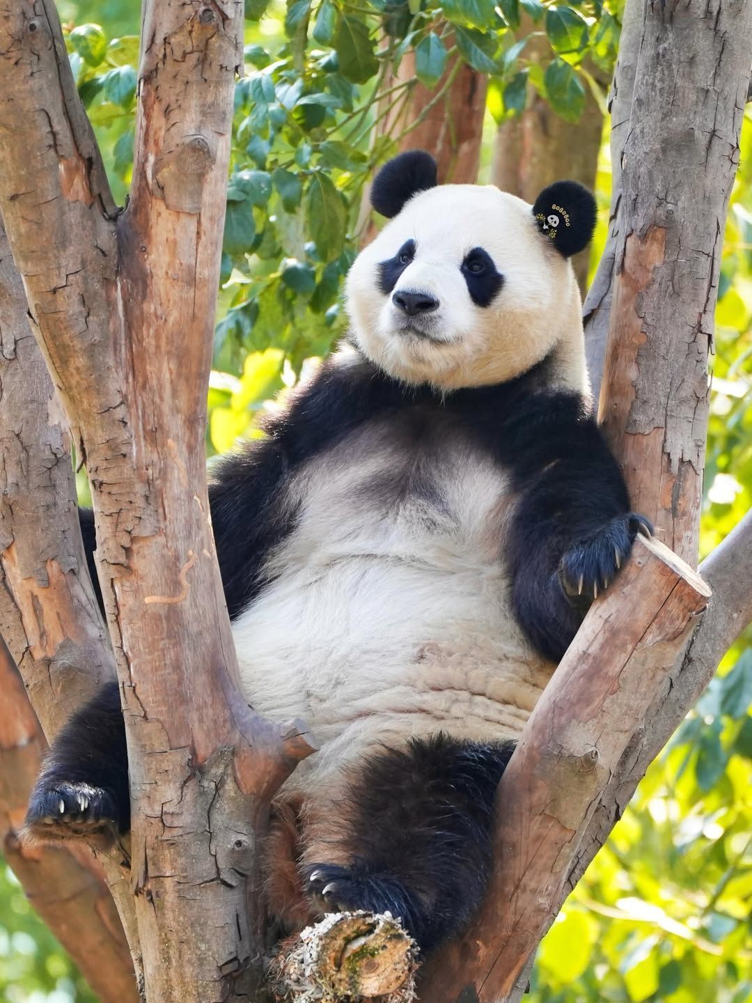 熊猫守护者 🐼森林驿站🌳一树清闲，一身软萌，世间最治愈的模样，莫过于胖团子安