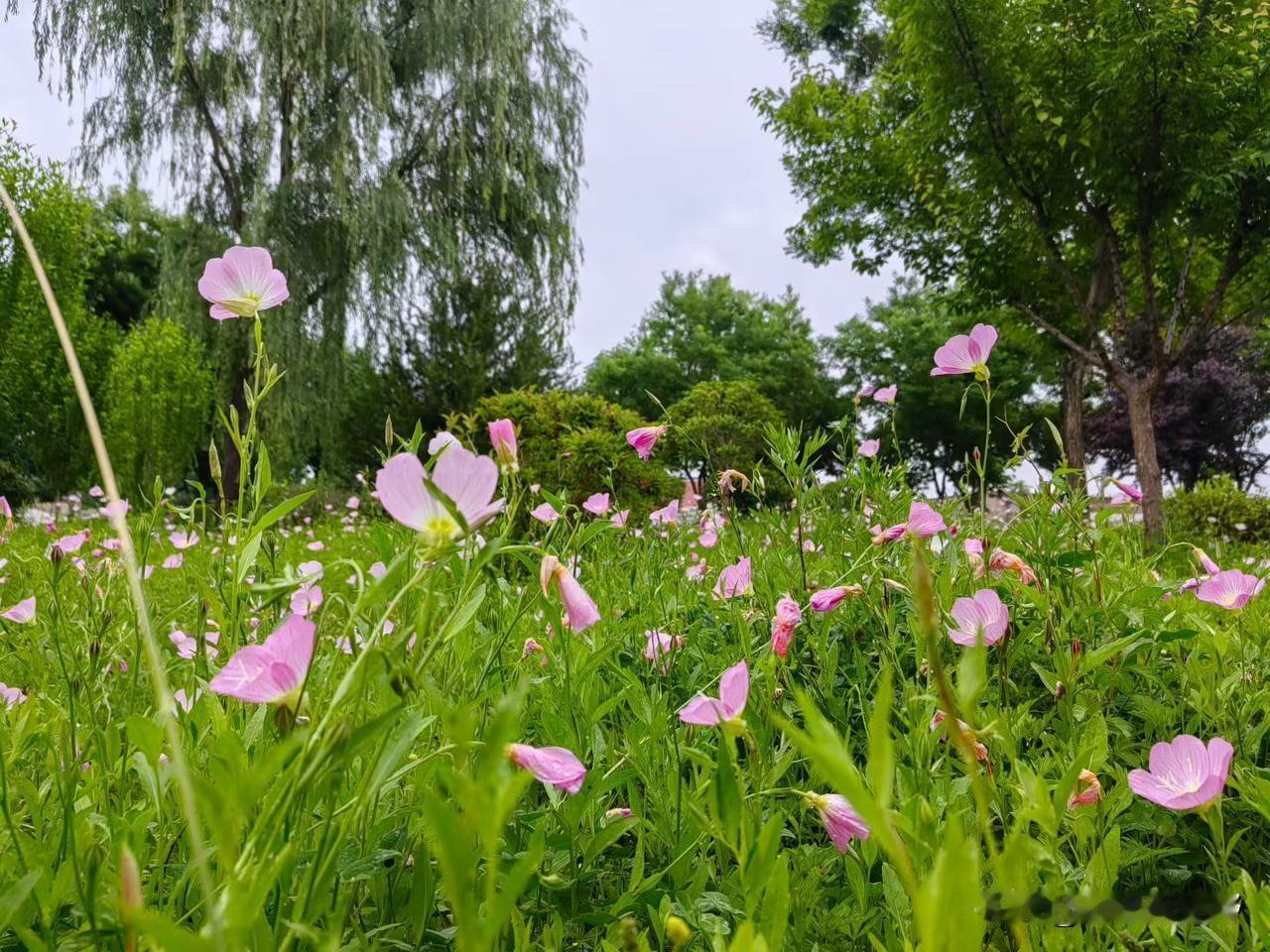 凤翔东湖景如画凤翔区旅游 凤翔区公园 凤翔湖森林公园 凤翔东湖鼓舞 官东湖 凤翔