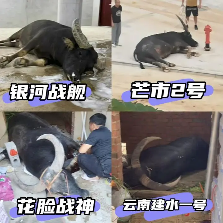 🐂 还没开赛，就倒了四个名牛