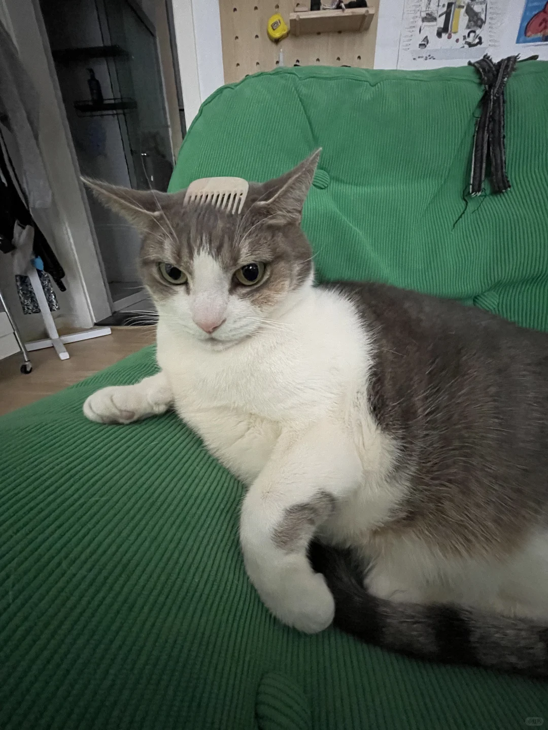 臭脾气小猫谁要梳😠