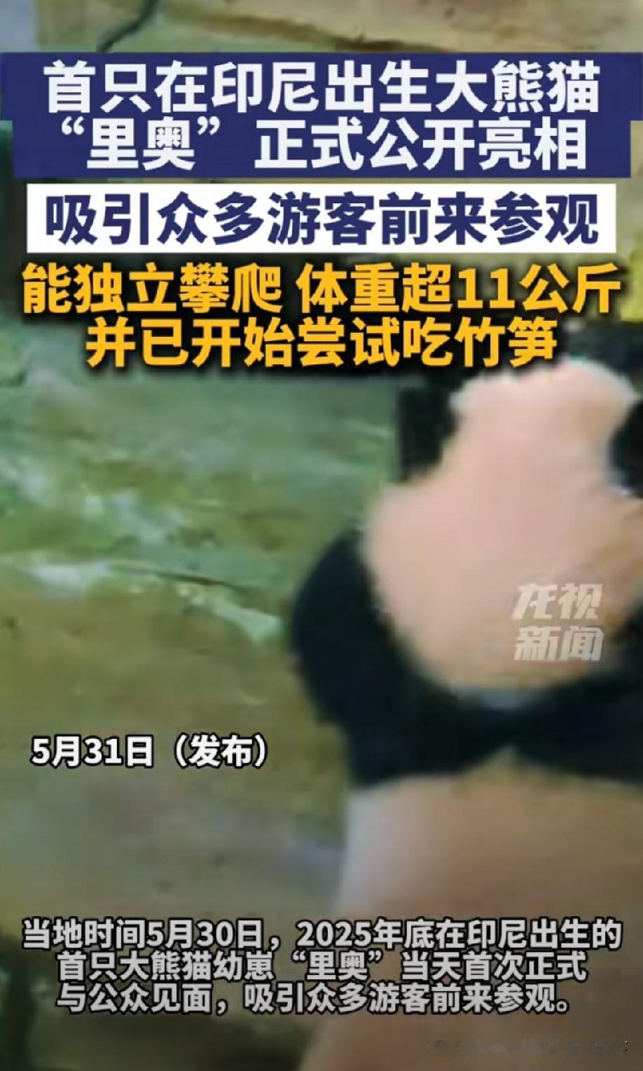 印尼首只本土大熊猫"里奥"正式亮相

5月31日，印尼野生动物园迎来了历史性时刻