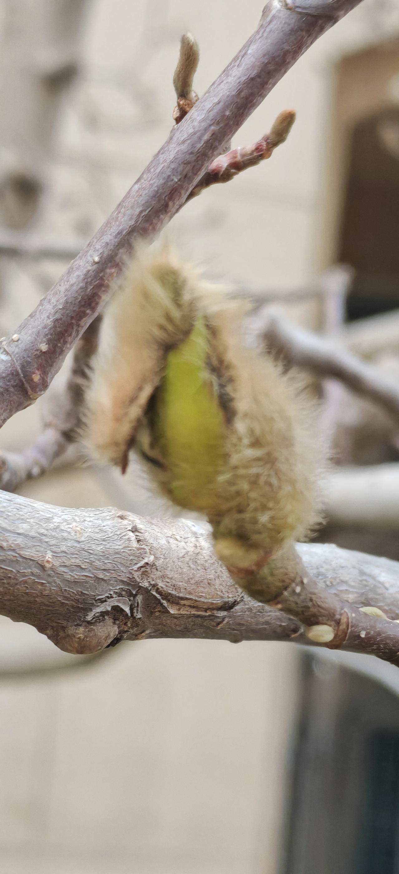 分享一张你相册的拍的花玉兰花也要开了。