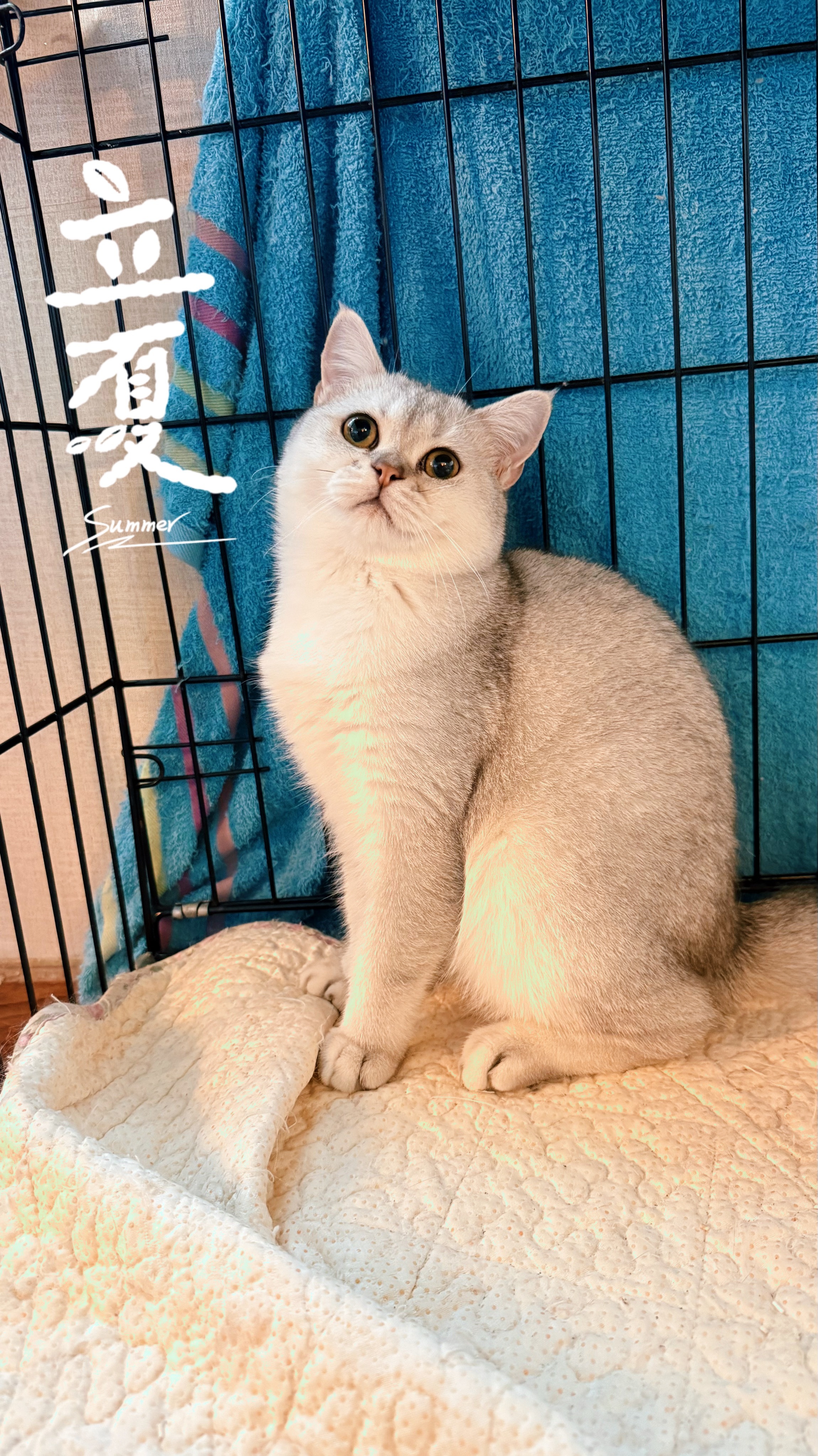 卫东真的太可爱了，高颜值性格好大牌子，想养猫的朋友，别错过了！领养联系微信，14
