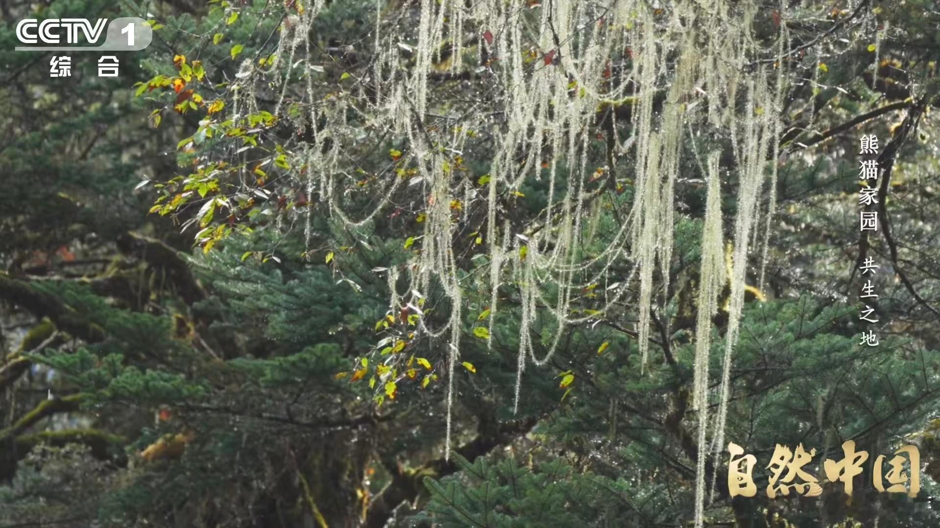 原来大熊猫不喜欢竹林疯长 🌱大熊猫不喜欢拥挤的竹林，疏伐和补植让山林更通透，科