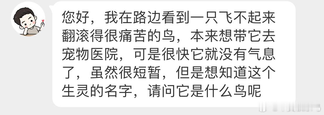 鸟粉投稿  是一只【黑脸噪鹛méi】看不到明显外伤，它去鸟星了⭐非必要 不直接上