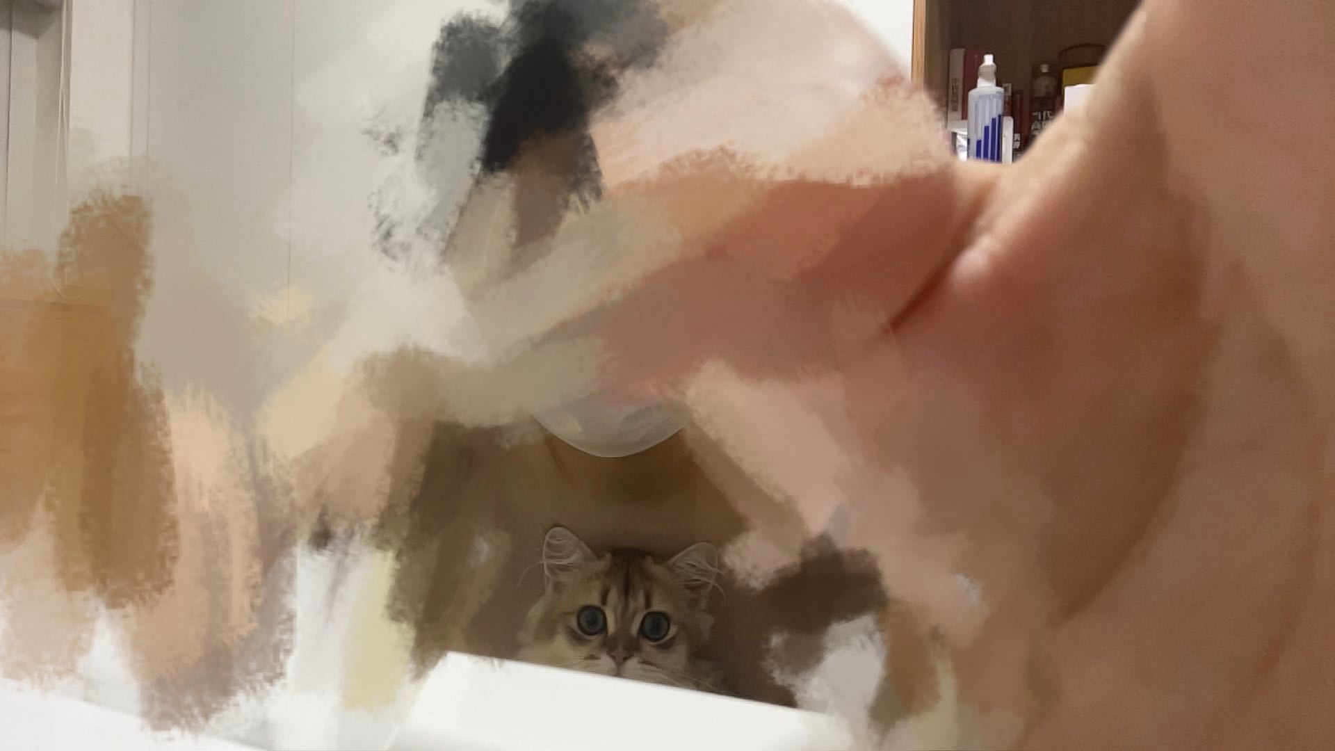 经家长要求，猫舍决定更名妲己培育中心哈哈哈哈#辣椒家新家回访##金渐层[超话]#