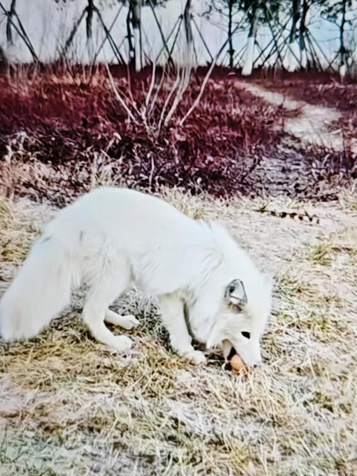 近日，青岛浮山公园的网红狐狸小九突然死亡！去浮山散步的市民在浮山草坪上发现了它的