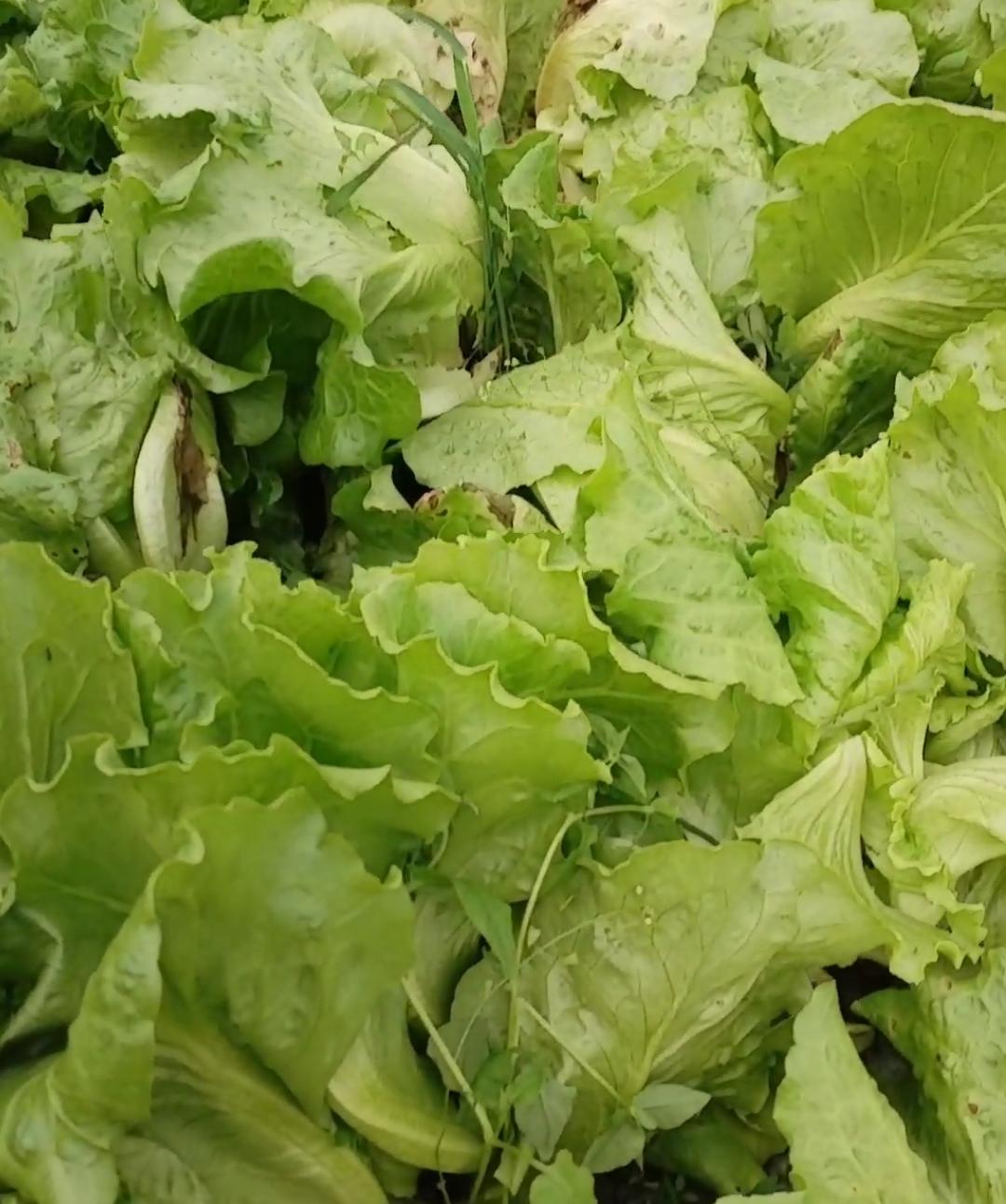 婆婆妈上街买菜从来不用手机支付，我以为是她不会用。后来一问才知道，她说买菜经常会