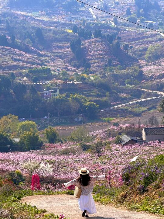 成都！龙泉山桃花🌸预测下一个拍照顶流📷