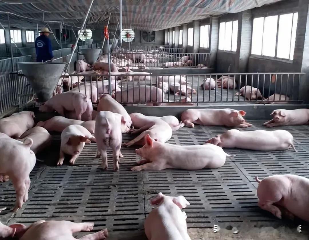 在农业发展中，公司+农户养猪模式虽重要，但环保问题一直困扰养殖户。猪场臭味大、粪