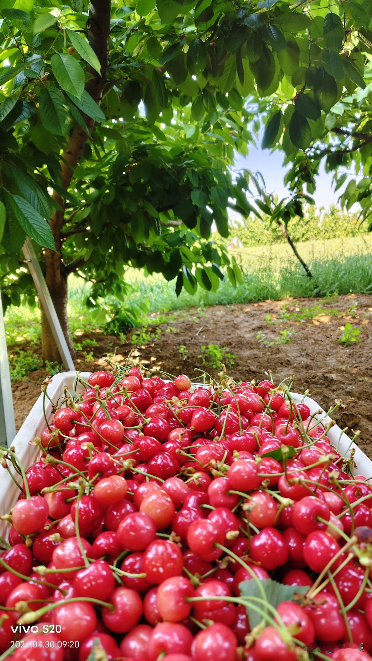 人间醉美四月天，赵家沟樱桃红满园。

距离灵宝市区15公里的赵家沟村，位于川口镇