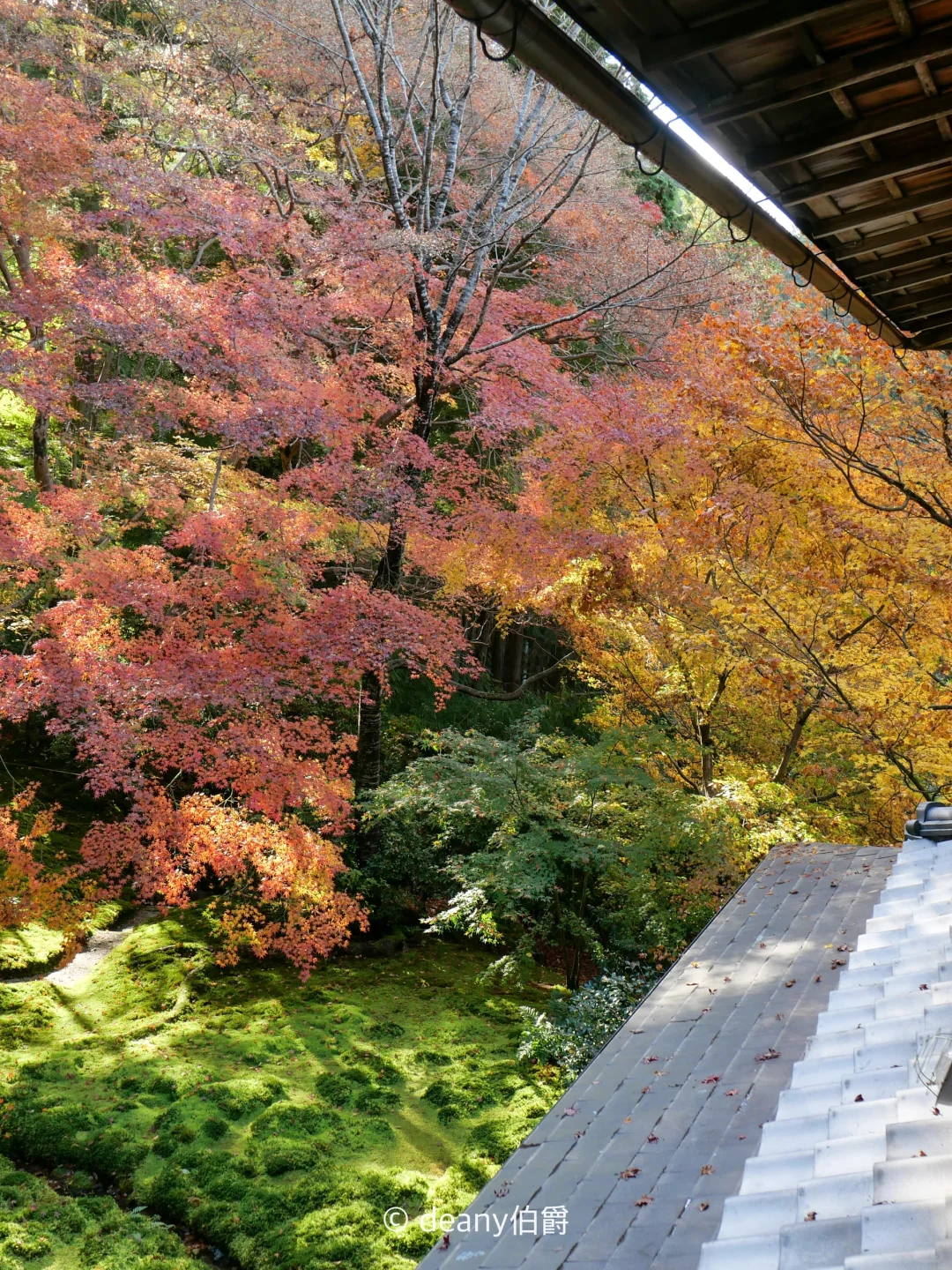 京都红叶🍁琉璃光院