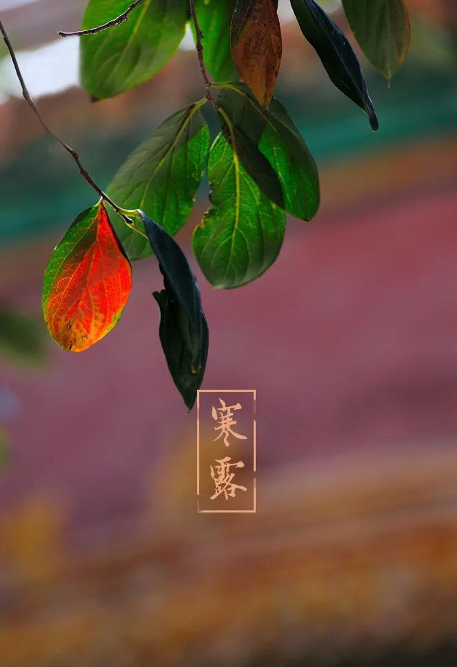 凉风至，白露生，寒蝉鸣，转眼，秋又凉了一度。
白露，是二十四节气中的第15个节气
