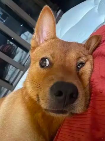 留学生揭穿9层楼积雪骗局 层楼高怎么可能会是真的是不是极寒末世看多了