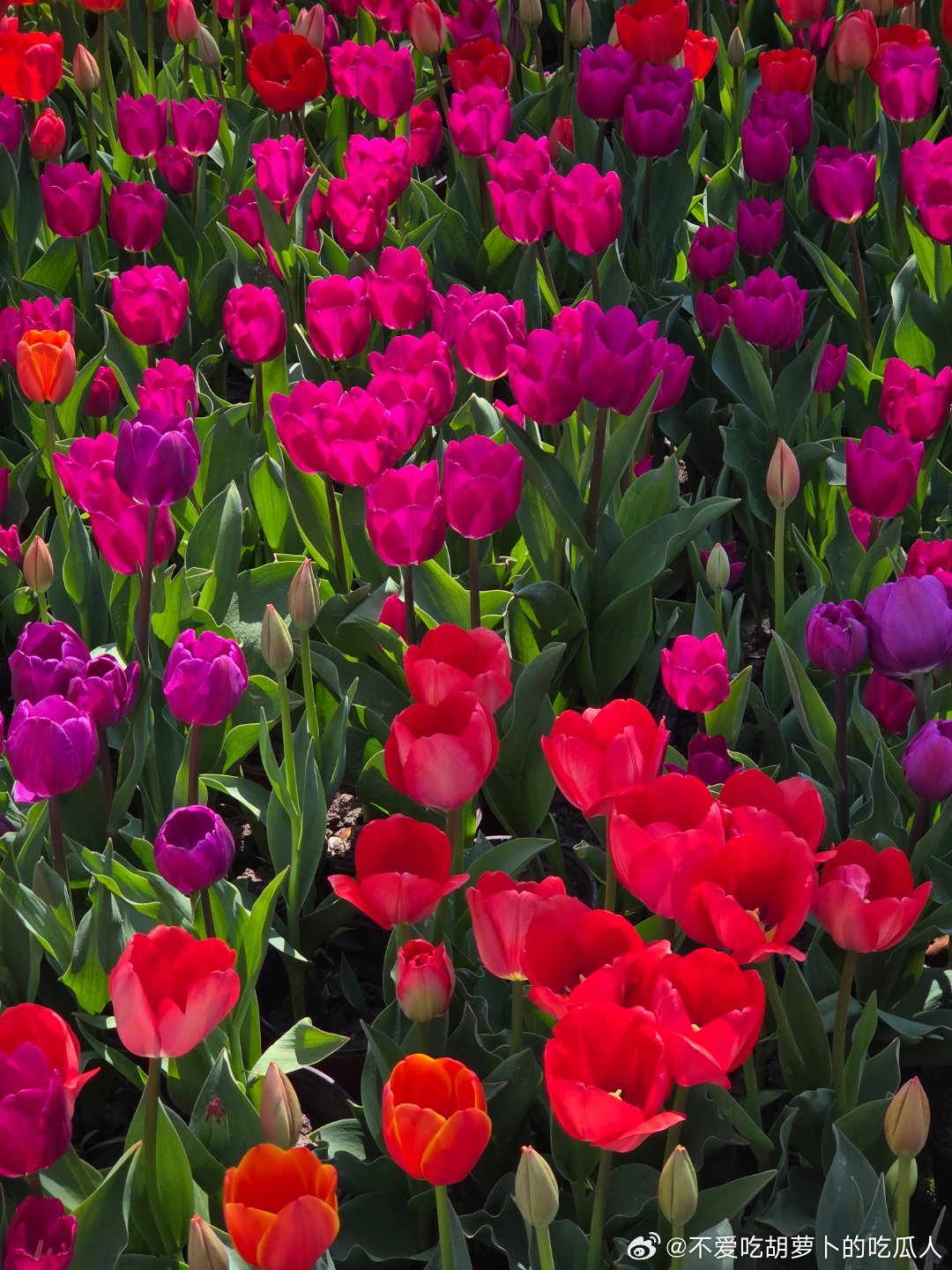 今天上海天气太好了，都在大宁公园看郁金香花展。 上海·大宁灵石公园