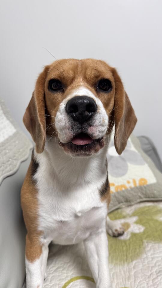 比格犬布鲁酱：啊～哈 wink 爱你